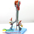 LUNG05 (12502) 2 pièces grandeur nature Larynx, trachée et bronchique Modèles d&#39;anatomie&gt; Respiratoire